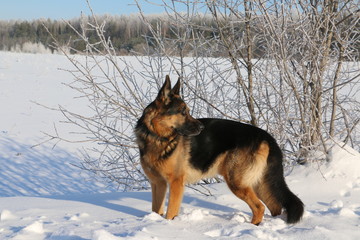 Dog german shepherd is on the snow in winter day