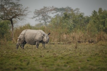 Big endangered indian rhinoceros in Kaziranga National Park / Big endangered indian rhinoceros in Kaziranga National Park