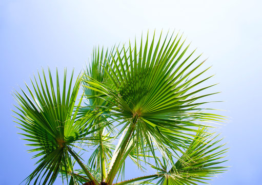 Palm tree against the sky with green leaves