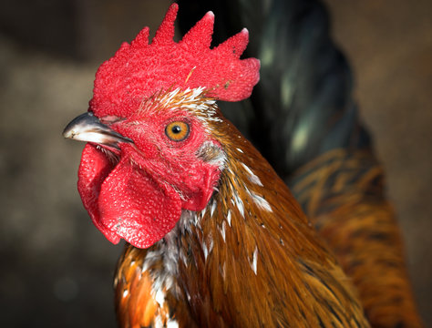 portrait of rooster