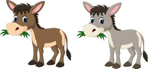 Funny donkey eating grass