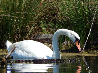 Fototapeta premium Schwan