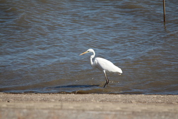 サギ / 渡良瀬遊水地にてサギを写真に収めました。
