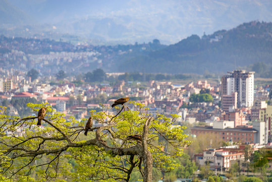 Birds of prey on a tree overlooking Kathmandu