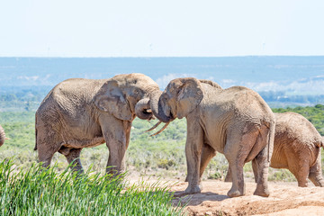 Mud covered elephants wrestling