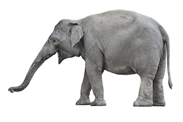 Fototapeta na wymiar Elephant isolated on white