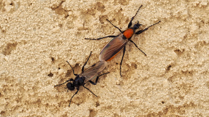 Fly mating