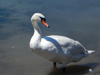 Schwan