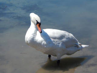 Schwan