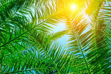 achtergrond van palmbladeren en blauwe lucht