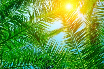 Behang Palmboom achtergrond van palmbladeren en blauwe lucht