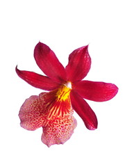 One red orchid flower on white background