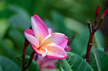 Plumeria flowers nature leaf close up background Apocynaceae plant garden color pink

