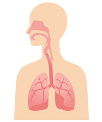 喉と肺　断面図　医学