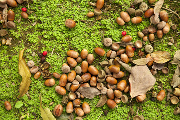 どんぐりの実 © y_seki