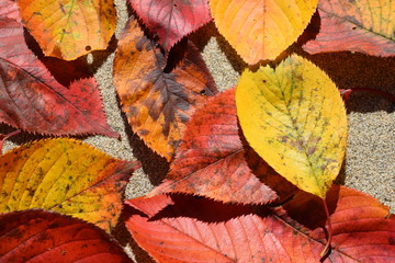 落ち葉のテクスチャ／「紅葉イメージ」や「秋イメージ」等の背景用素材として使用できる写真です。
