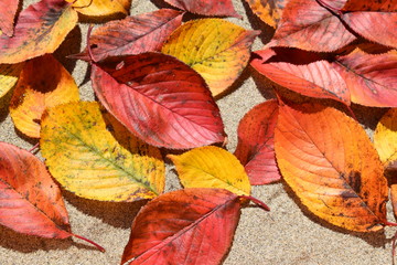 落ち葉のテクスチャ／「紅葉イメージ」や「秋イメージ」等の背景用素材として使用できる写真です。