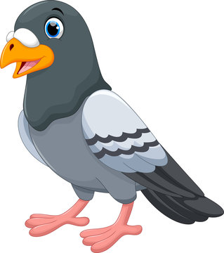 Vector illustration of pigeon cartoon isolated on white background