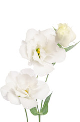 Beauty white flowers  isolated on white. Eustoma