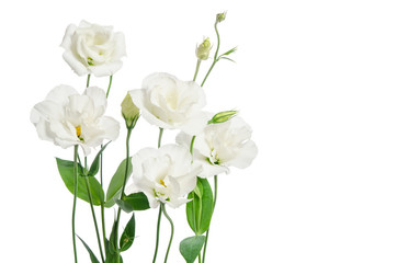 Beautiful eustoma flowers isolated on white background and free