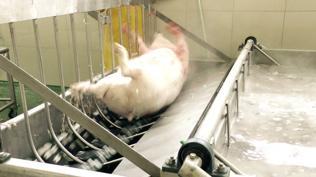 Powerful electric machine efficiently scrapes pig hair using rubberized mats,completing the process in under a minute.