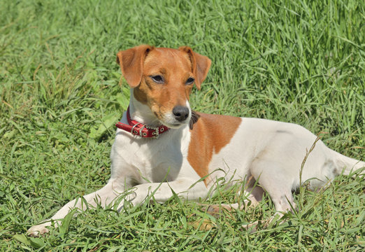Parson Russell Terrier 10