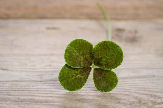 four-leaf clover for good luck isolated on wooden background