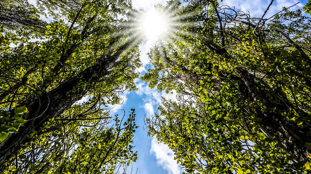 sonne &uuml;ber s&auml;ulenpappeln