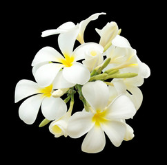 bouquet of white plumeria isolated