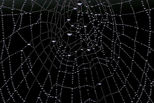 Spider web and morning dew