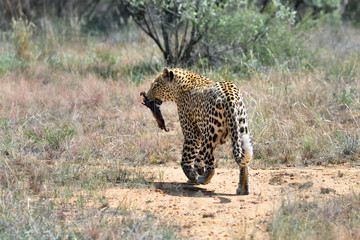 Wild leopard, Namibia, Africa