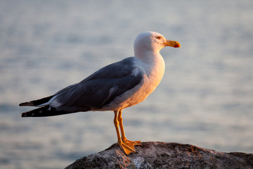 Seagull