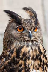Eagle owl