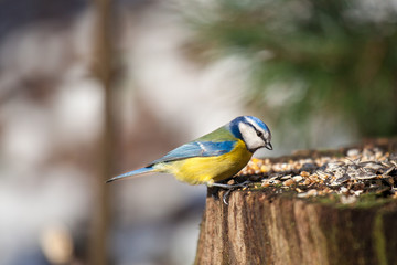 Great tit