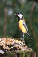 Great tit