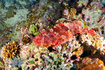 Naklejka na ściany i meble Bearded scorpionfish (Scorpaenopsis barbata), in the Red Sea, Egypt.