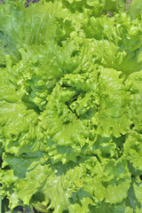 Lettuce 3