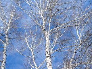 Obraz premium Tops of birch trees against the sky.
