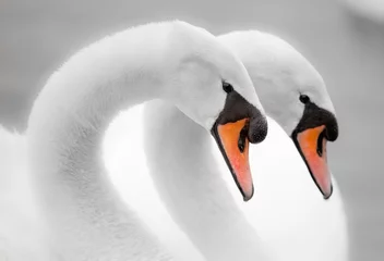 Foto op Plexiglas Romantic swan © denisveselyxx
