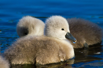 Young swan