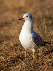 Gull