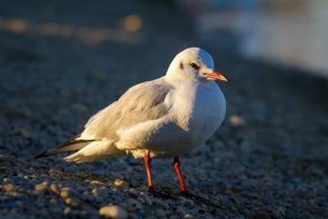Gull