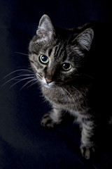 Obraz premium Grey tabby cat with soulful eyes