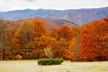 .Beech forest on the slopes of the Carpathian Mountains in the fall.