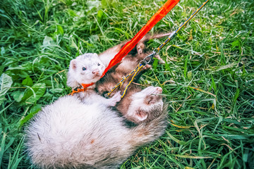 Home raccoons on leash lying in green grass