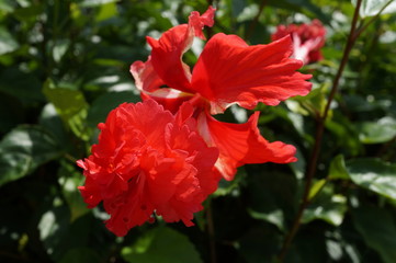 Double bloom red hibiscus flower 