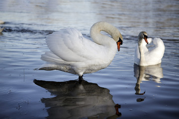 Weisser Schwan am Rhein