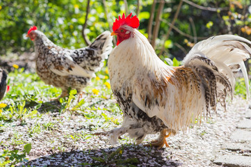  Rooster and hen