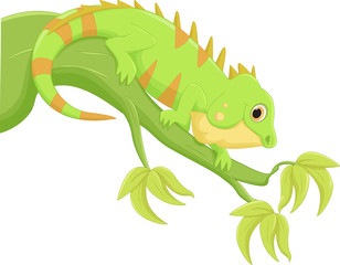 iguana cartoon