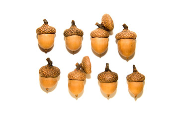 Many  brown acorns  with hats on over white